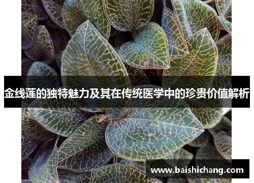 金线莲的独特魅力及其在传统医学中的珍贵价值解析